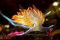   tongue flame This Opalescent Nudibranch was just coming 100ft wall climb paused rest before continuing looking mate meal  